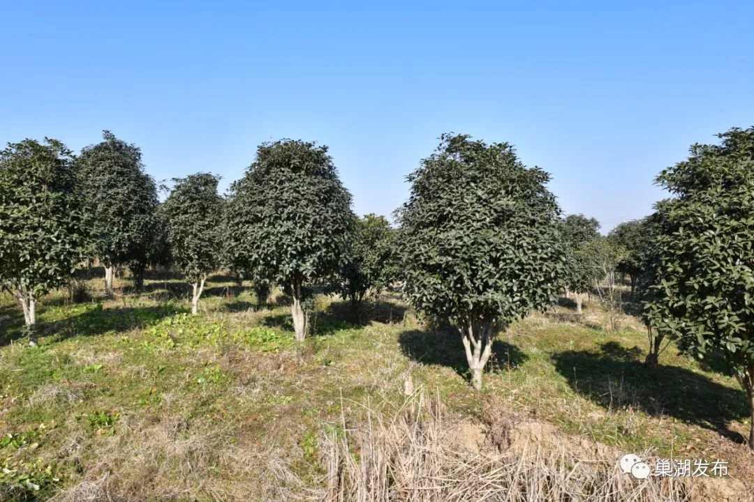 ����ϣ����williamhill(�й�)���Ĺ���