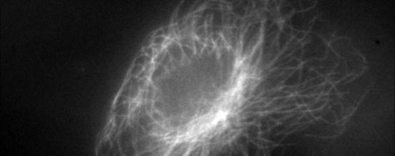 ����ϣ����williamhill(�й�)���Ĺ���